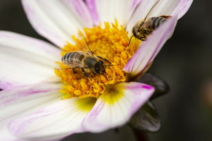 Wildbienen Samen Lyksjoe dacuro Aktion Blumensamen